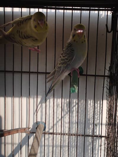 Budgies fellow Australian parrot