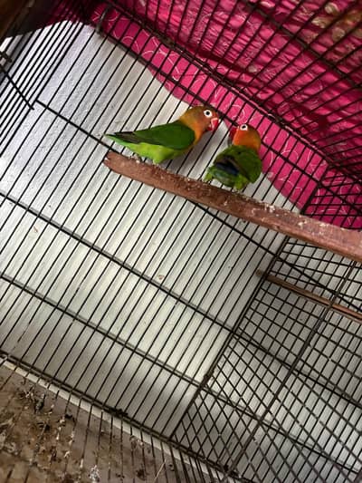 Love birds