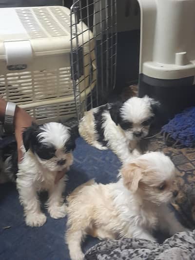 Shihtzu pupies