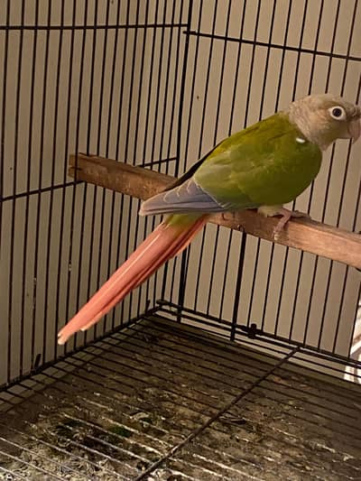 pineapple conure, java, cocktail