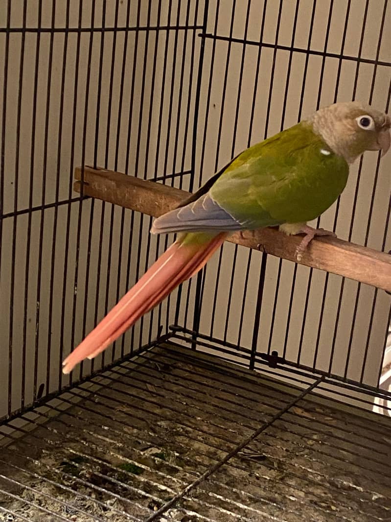 pineapple conure, java, cocktail 0