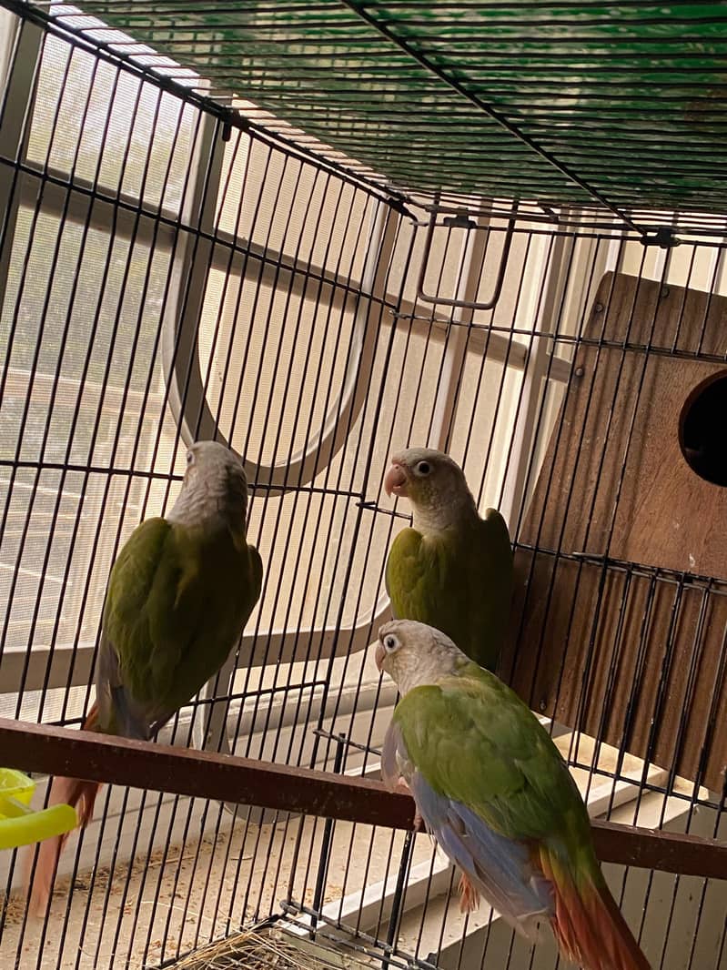 pineapple conure, java, cocktail 2