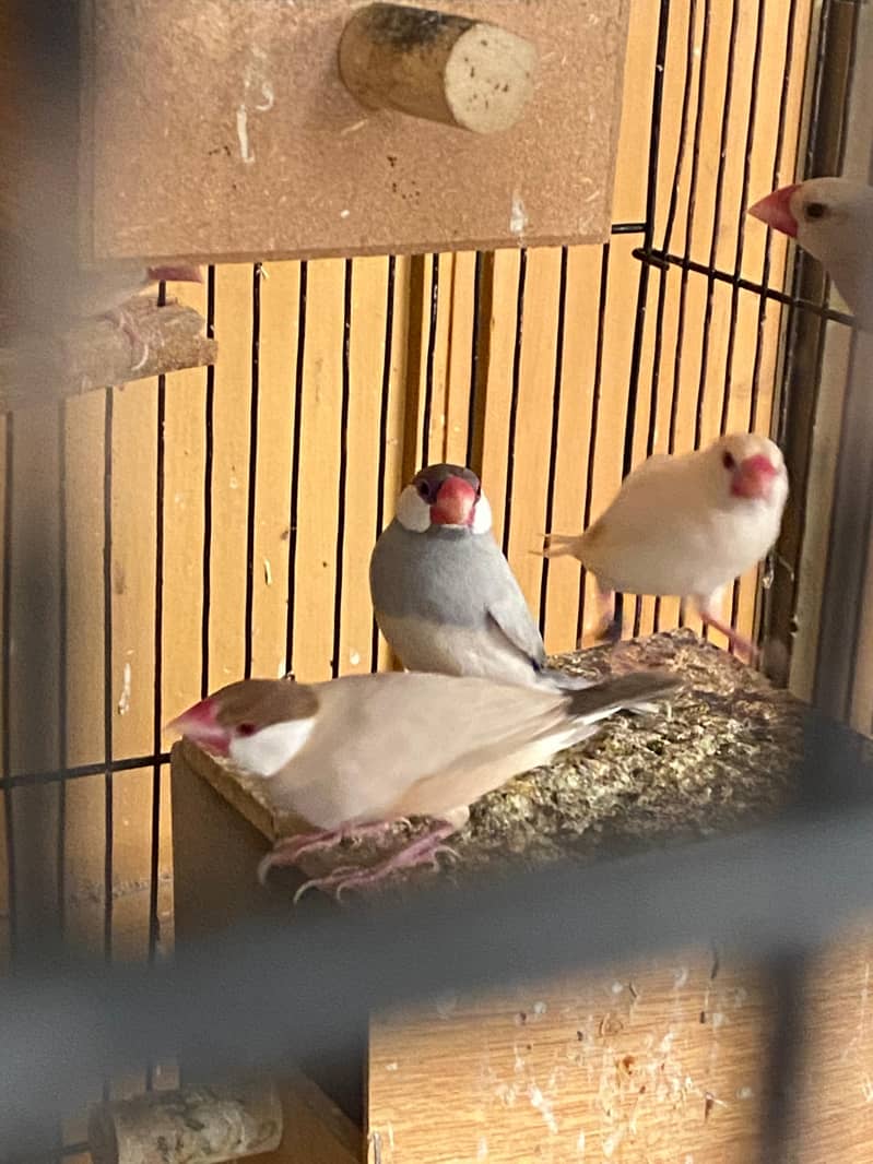 pineapple conure, java, cocktail 3