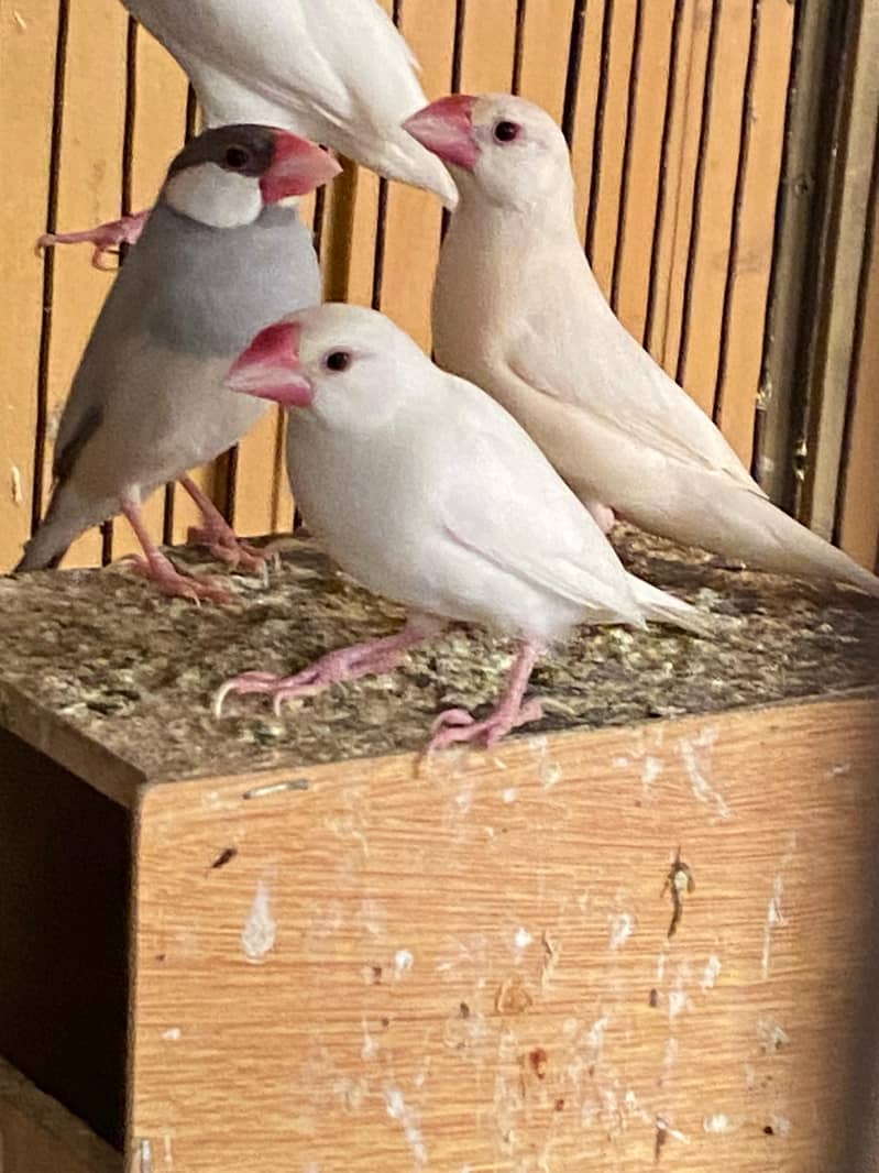 pineapple conure, java, cocktail 4