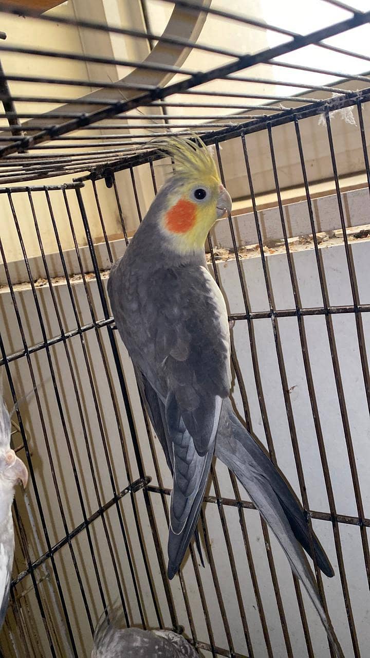 pineapple conure, java, cocktail 5