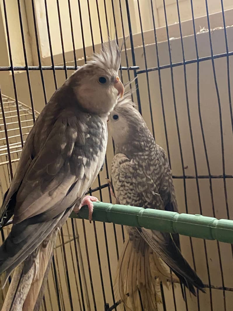 pineapple conure, java, cocktail 6