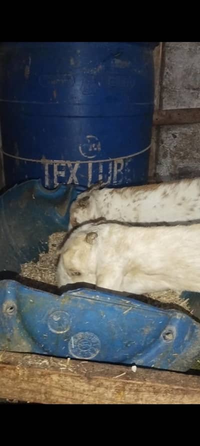 pure makhi china path white eyes 03102644321