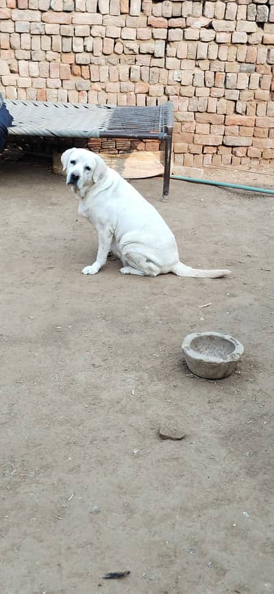Labrador Female