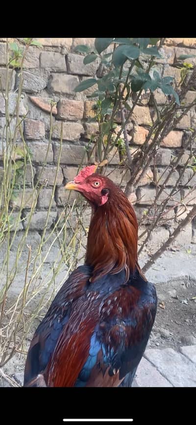 بند گھدی(لاکھے)