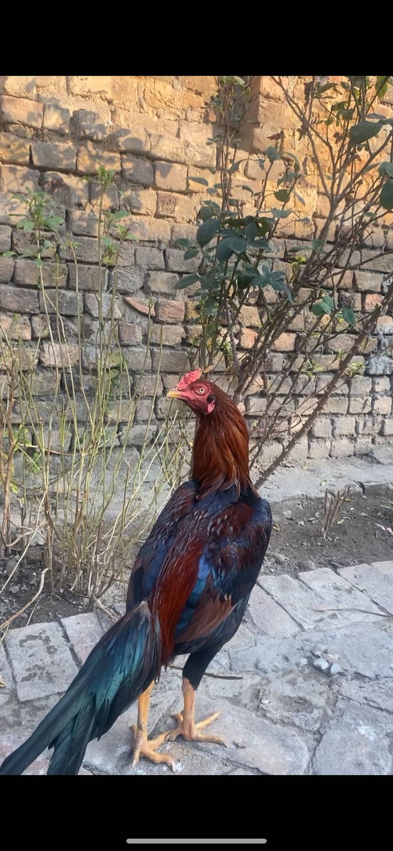 بند گھدی(لاکھے) 1