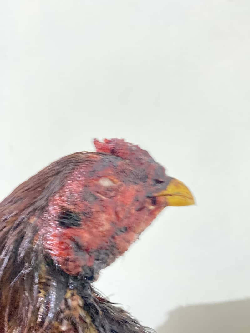 بند گھدی(لاکھے) 3