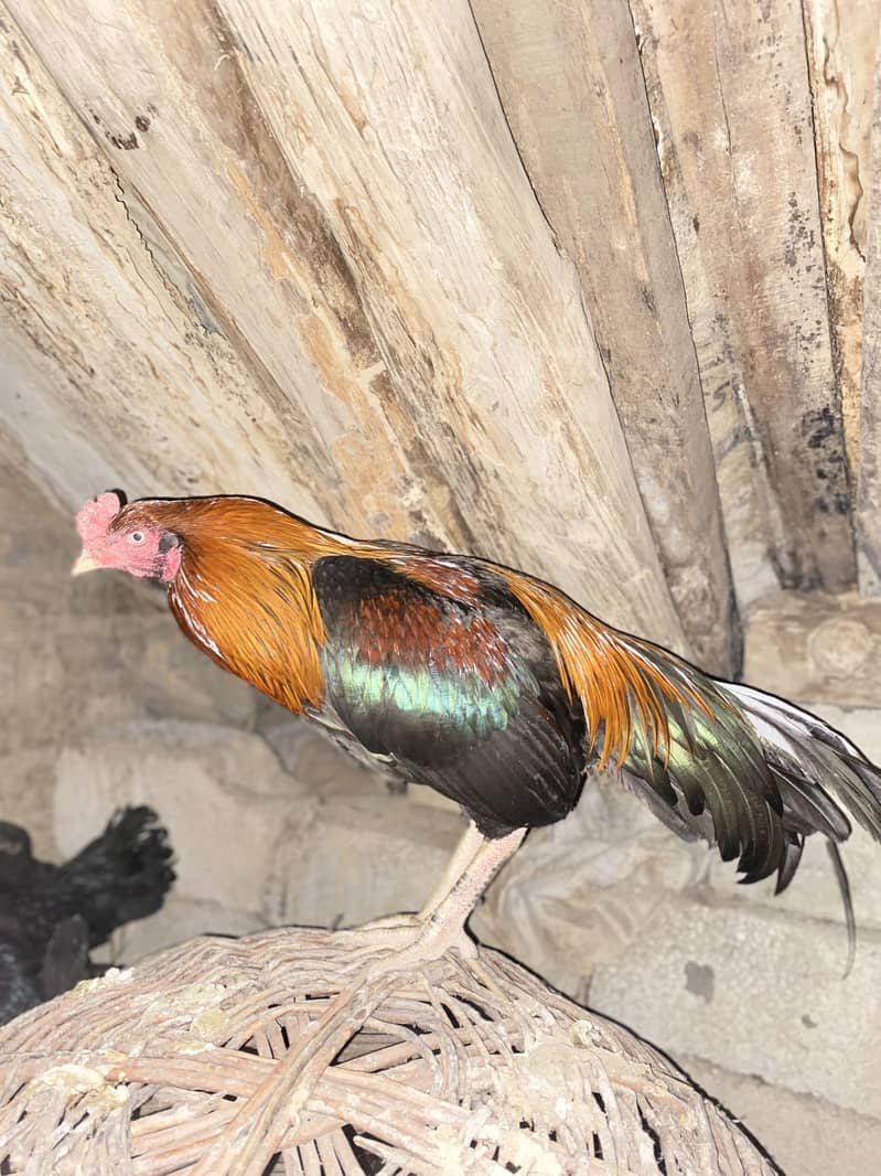 بند گھدی(لاکھے) 5