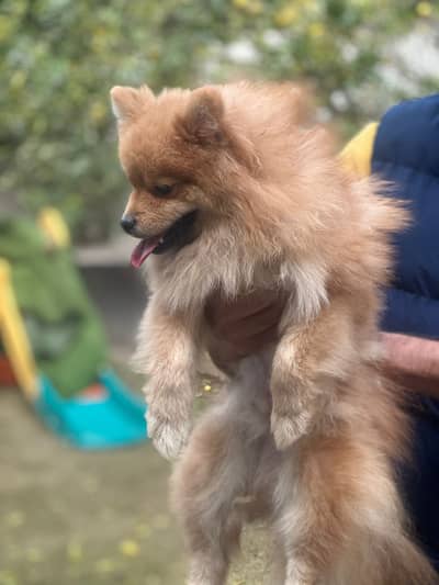 Pomeranian Dog | Pomeranian Puppy | Toy Breed Pomeranian For Sale
