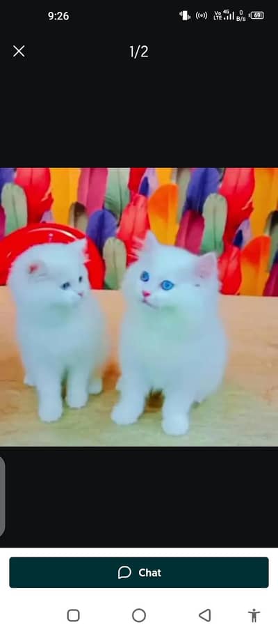 Persian cat for sale male or female 0324=071=6105 my WhatsApp number