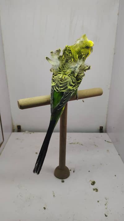 love bird / cocktail / budgies