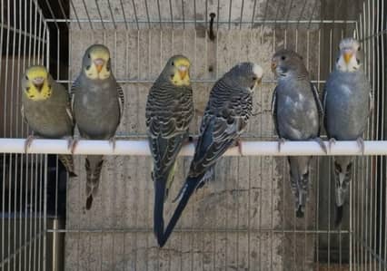 budgie split bw  single PC 3500