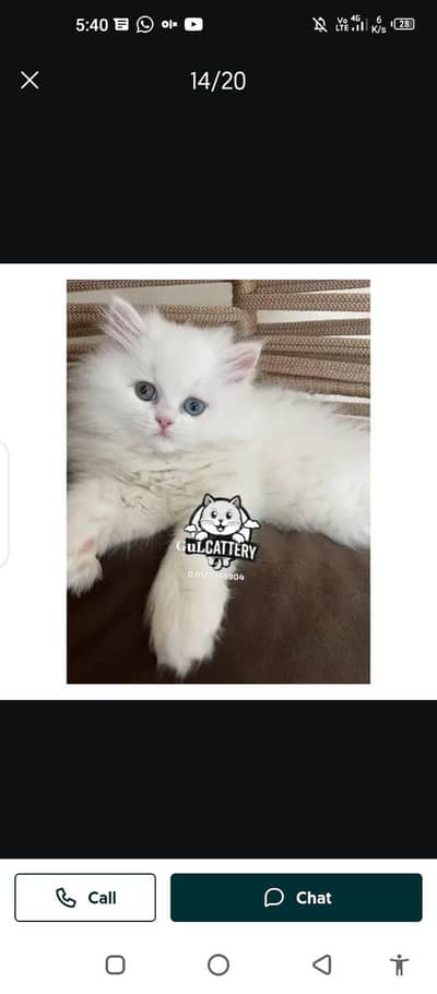 Persian cat for sale male or female 0324=071=6105 my WhatsApp number