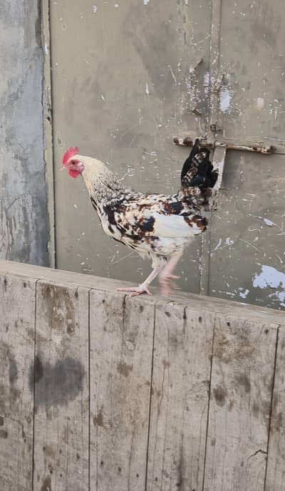 5 Healthy Male Hens available for sale