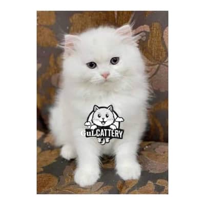 Persian British punch face piki face kitten cat available