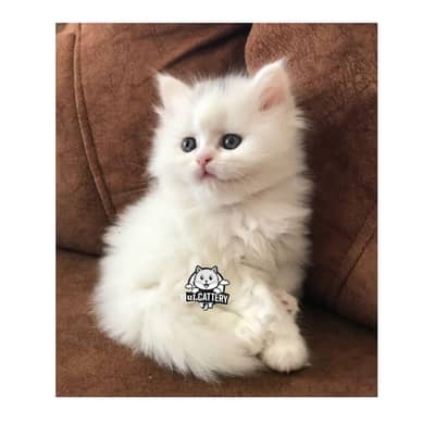Persian British punch face piki face kitten cat available
