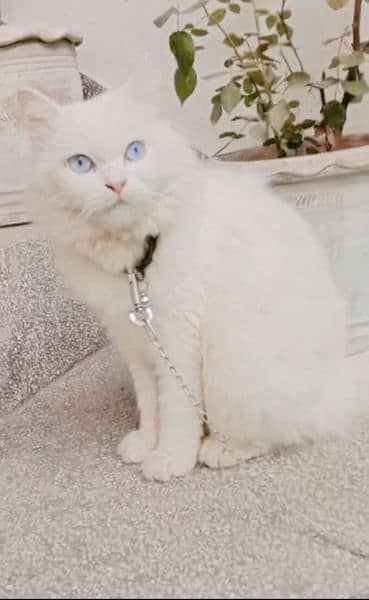 persian cat for sell