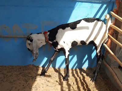 Pure Panjab Nasal Bakri