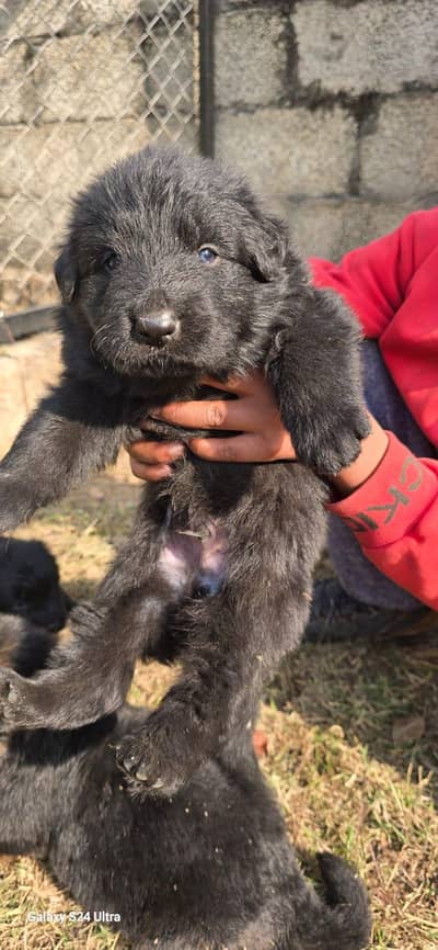 German Shepherd puppie available heavy bonds friendly active