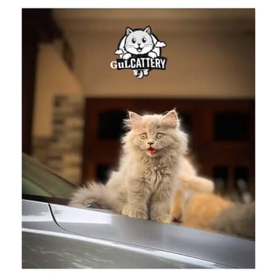Persian British punch face piki face kitten cat available