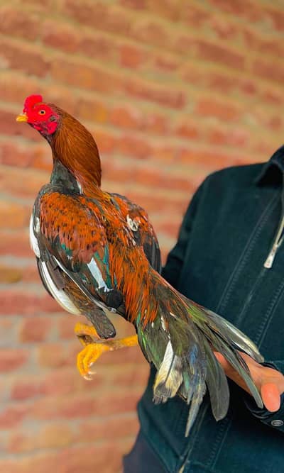 price is so  reasonable home breeeed