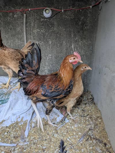 Golden Misri Chicks available