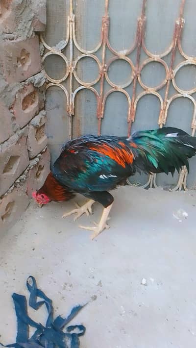 black Thai cross or dusra Pakistani pure