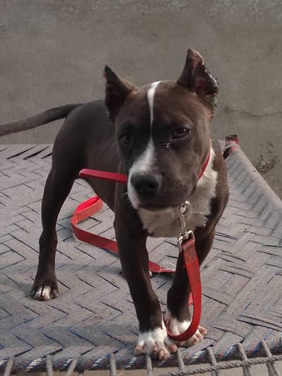 03228061025 contact number