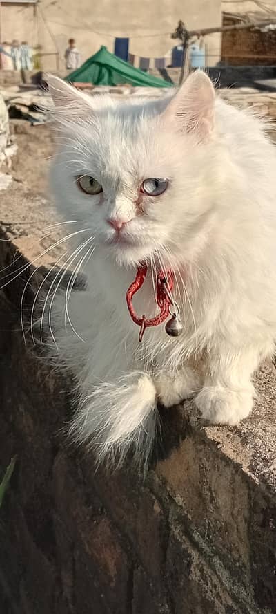 3 coat persain female for sale