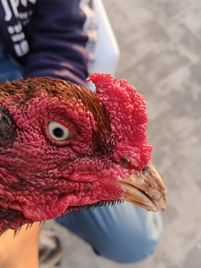  Pure Aseel Rooster – Healthy, Strong Body,