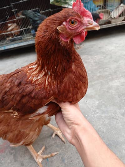 lohman brown and lohman black