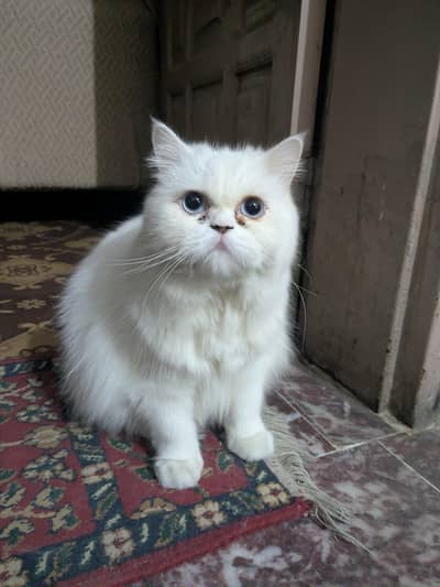 Persian Triple Coated Female Kitten