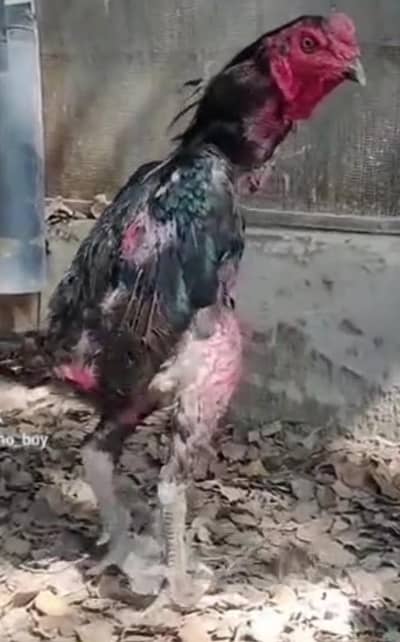 Thai…. ( Trad X Pakoyee). . . . Tongramintra Birds