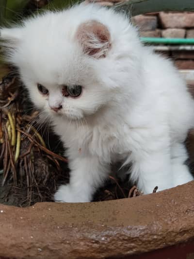Triple coated Persian kitten