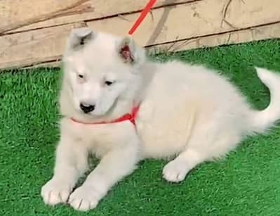 white shepherd female for sale available