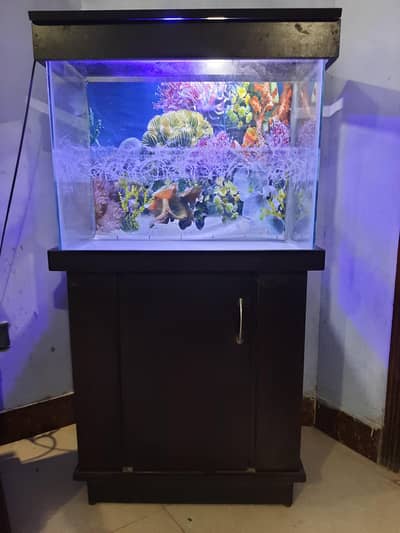 Fish aquarium and accessories