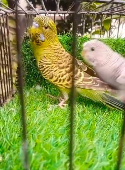 exhibition hogoromo black face. different prices