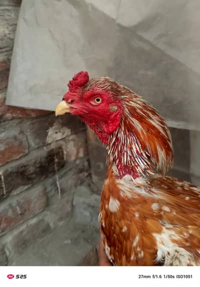 seal Pakistani cross