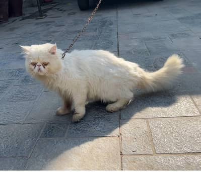 pikki face Persian 3 coat