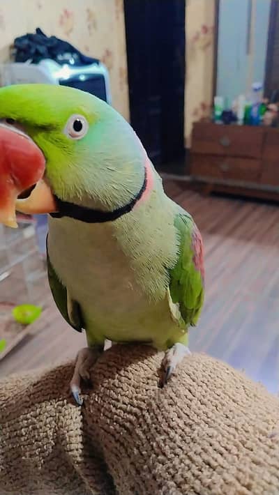 talking and hand tame parrot