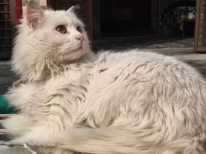 Persian triple coated cat vaccinated