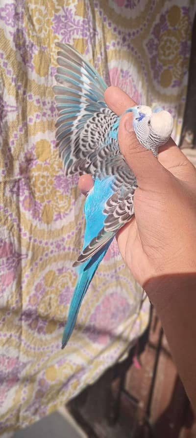 undersize bajri males Australian