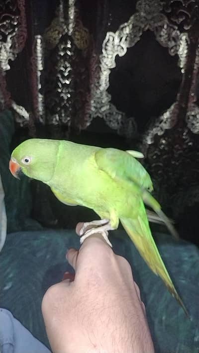 green Ringneck for sale argent