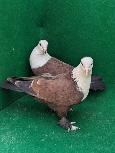 Karbalai/ kala minadad Breeder piar