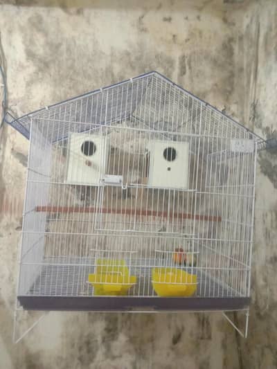 love bird pair with cage Wtp 03204847881