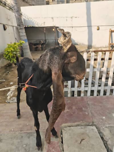 Goat | Bakra | Sheep | bakra / بکرا / Breeder  desi goatGoat | Bakra |